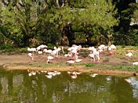 Flamands roses, Phoenicopterus roseus (ord Phoenicopteriformes) (fam Phoenicopterides) (Photo F. Mrugala) (06)